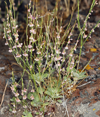 Eriogonum vimineum