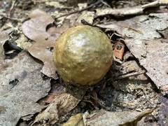 Amphibolips quercusinanis