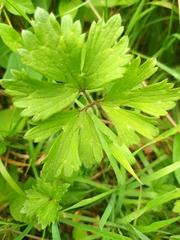 Ranunculus repens