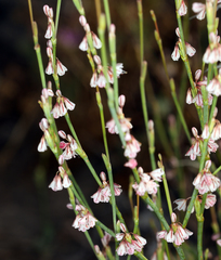 Eriogonum vimineum