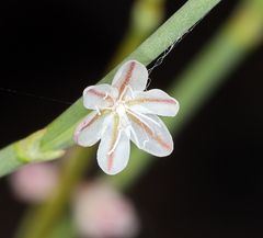 Eriogonum vimineum