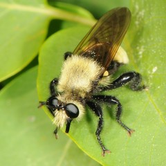 Laphria posticata