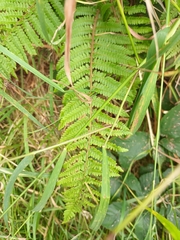Polystichum setiferum