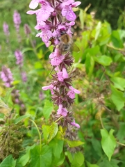 Bombus pascuorum