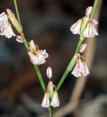 Eriogonum vimineum