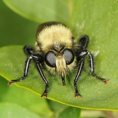 Laphria posticata