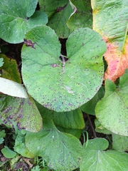 Petasites pyrenaicus