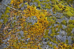 Homalothecium aureum