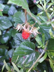 Rubus tricolor