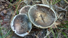 Russula parazurea