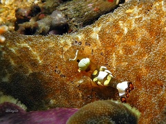 Ancylocaris brevicarpalis