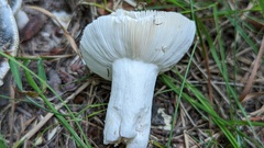 Russula parazurea