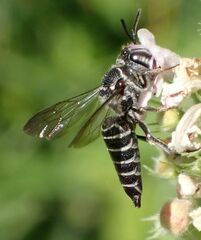 Coelioxys modestus