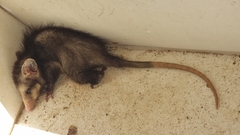 Didelphis pernigra