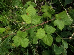Rubus dollnensis