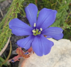 Aristea racemosa