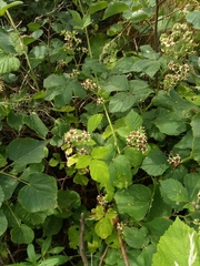 Rubus dollnensis
