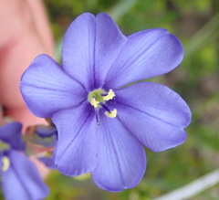 Aristea racemosa