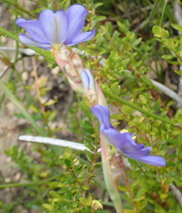 Aristea racemosa