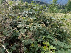 Rubus dollnensis