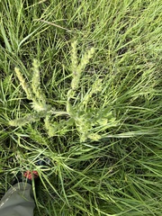 Lithospermum parviflorum