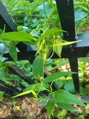 Vincetoxicum rossicum