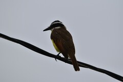 Pitangus sulphuratus