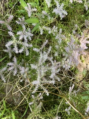 Sedum pulchellum