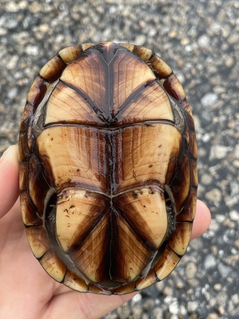 Eastern Mud Turtle in July 2022 by lillybyrd · iNaturalist