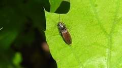 Agriotes stabilis