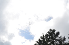 Coccothraustes vespertinus