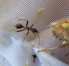 Myrmecoris gracilis