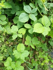 Rubus fabrimontanus