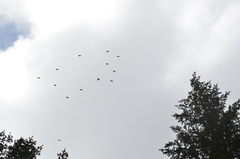 Coccothraustes vespertinus