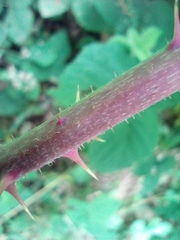Rubus fabrimontanus