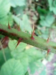 Rubus fabrimontanus