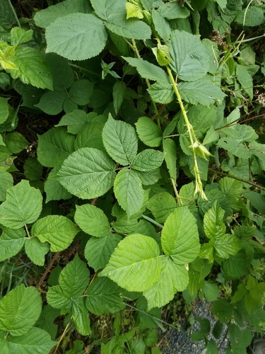 borstbjörnbär/uddbjörnbär