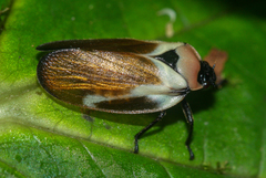 Sphenorhina quadrifera