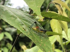 Liebermannacris dorsualis