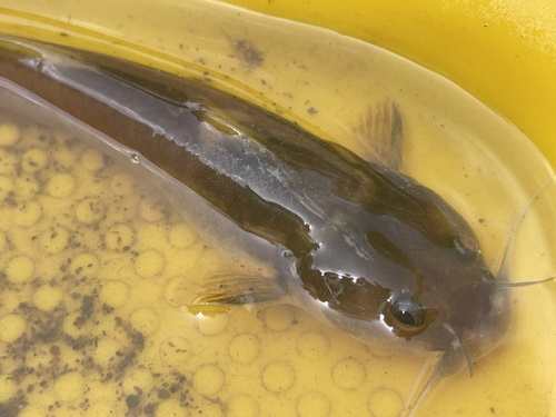 Stonecat (Noturus flavus) — Ictaluridae — 5