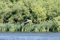 Pelecanus erythrorhynchos