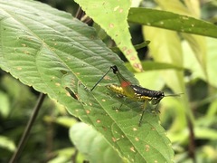 Liebermannacris dorsualis