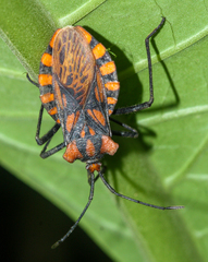 Spartocera pantomima