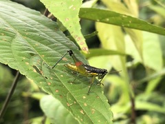 Liebermannacris dorsualis