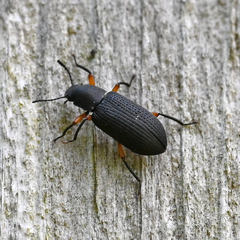 Xylopinus saperdoides