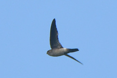 Aerodramus terraereginae
