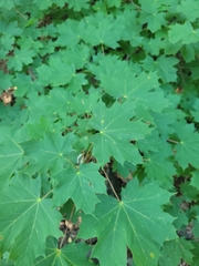 Acer platanoides