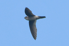 Aerodramus terraereginae