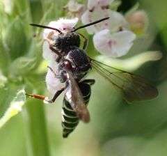 Coelioxys modestus