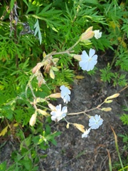 Silene latifolia